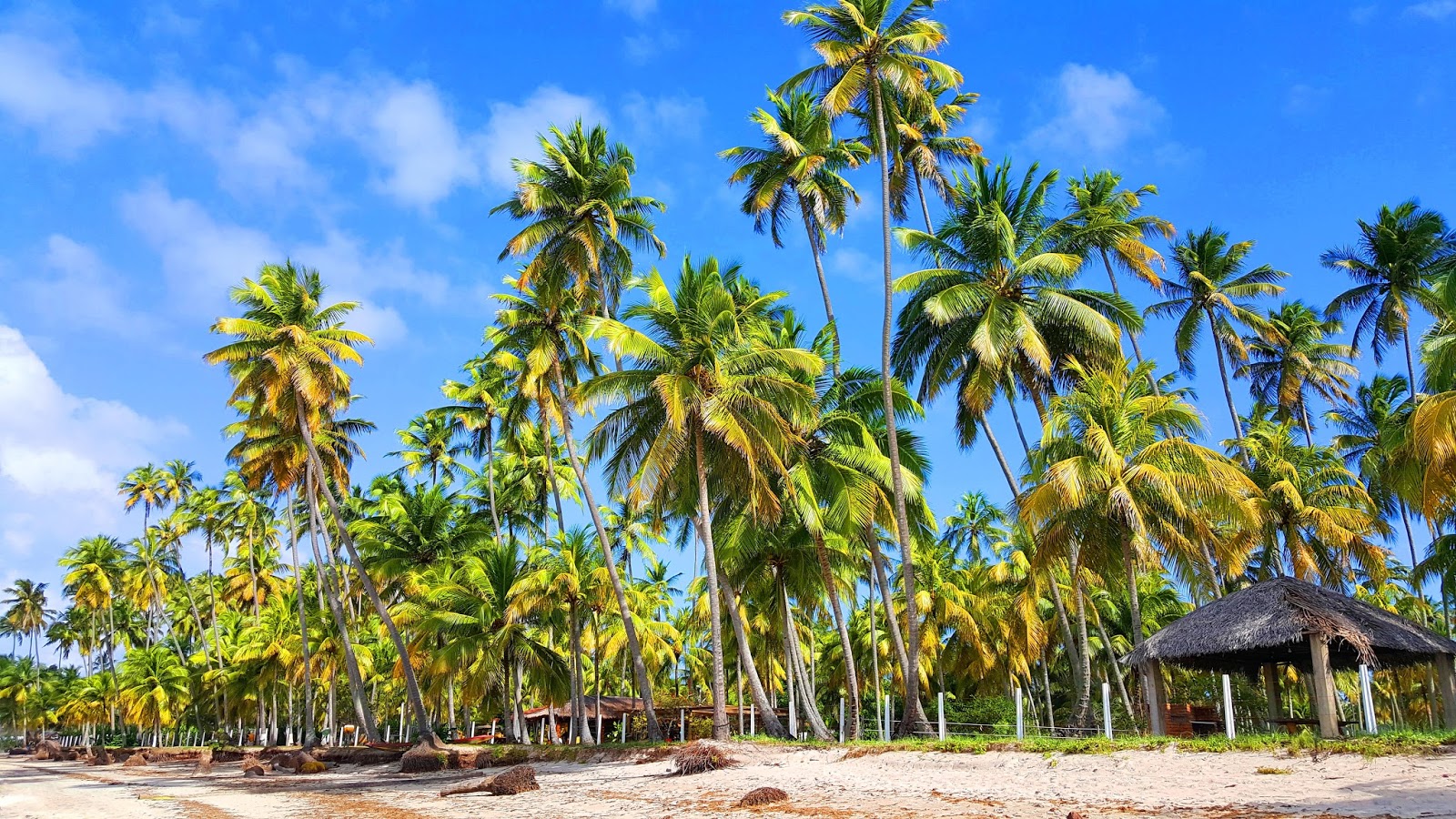 Praia do Forte em Tamandaré- Tranquilidade, Mar Deserto e Visual Selvagem